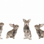 ورزش خرگوش