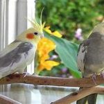 متابولیک / تغذیه ای کبدی پرندگان زینتی