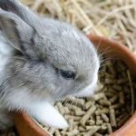 کربوهیدرات برای خرگوش
