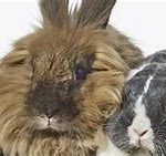 Encephalitozoon cuniculi گونه های مختلف خرگوش