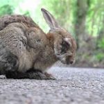 Myxomatosis خرگوش