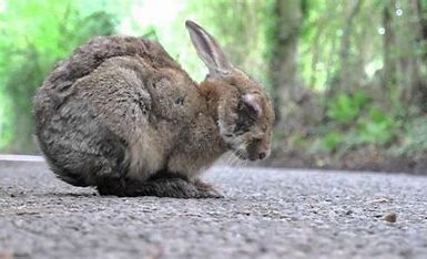 Myxomatosis خرگوش