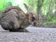 Myxomatosis خرگوش