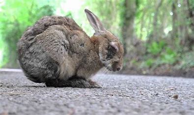 Myxomatosis خرگوش