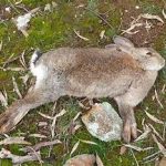 Pasteurellosis (بیماری‌های باکتریایی خرگوش)