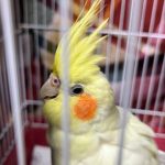 پوسته پوسته شدن نوک عروس هلندی
