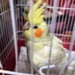 تشویقی برای عروس هلندی