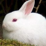 آبیاری مجرای nasolacrimal خرگوش
