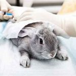 اخته کردن خرگوش