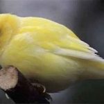 بهترین قناری ماده