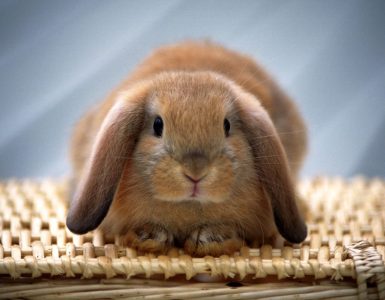 بی ­اشتهایی و بروز لیپیدوز کبدی در خرگوش