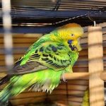 بیماری های شایع در مرغ عشق
