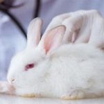 بیماری‌های تنفسی خرگوش