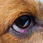بیماری‌های پلک و conjunctiva خرگوش