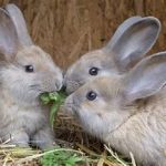 بیماری‌های کره چشم خرگوش