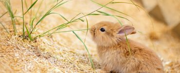تشخیص آبسه‌های صورت در خرگوش‌ها