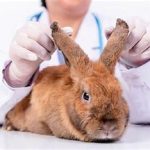 تفسیر رادیوگرافی‌های جمجمه خرگوش