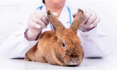 تفسیر رادیوگرافی‌های جمجمه خرگوش