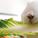 توصیه رژیم غذایی برای خرگوش‌های مبتلا به بیماری دندان خرگوش