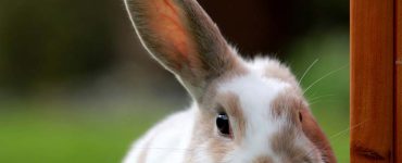 درمان آبسه‌ها در خرگوش