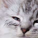 شستشوی چشم گربه با چای