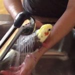 شستن عروس هلندی با شامپو