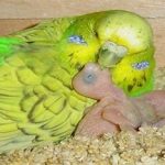 لانه مرغ عشق برای تخمگذاری