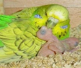 لانه مرغ عشق برای تخمگذاری