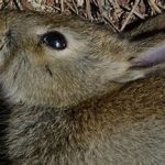 معاینه ganglia آناتومیک پس از مرگ خرگوش