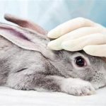 Examining parasites after rabbit death