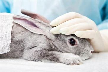 Examining parasites after rabbit death