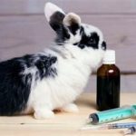 معاینه پوست خرگوش