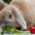 پیشگیری از pasteurellosis خرگوش