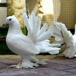 کبوتر از چی خوشش میاد