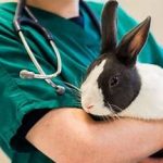 کنترل و پیشگیری از encephalitozoonosis خرگوش