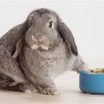 الیگوساکاریدها برای خرگوش