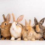 Types of rabbits