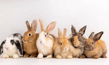 Types of rabbits