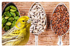 غذای قناری