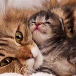فصل جفت گیری و زایمان گربه