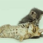 نگهداری از بچه گربه زیر دو ماه