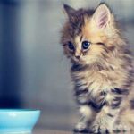 نکاتی قبل از خرید بچه گربه