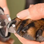 Trimming the dog's nails