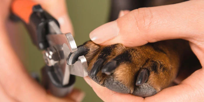 Trimming the dog's nails