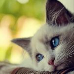 افسردگی فصلی گربه