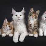 بهترین نژاد گربه برای آپارتمان