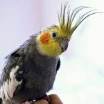 بیماری عروس هلندی