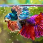 تغذیه ماهی فایتر