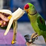 تغذیه و نگهداری طوطی کوتوله