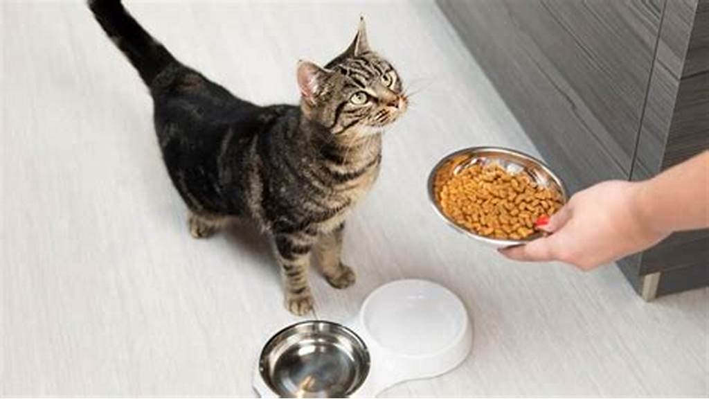 تغذیه گربه خیابانی
